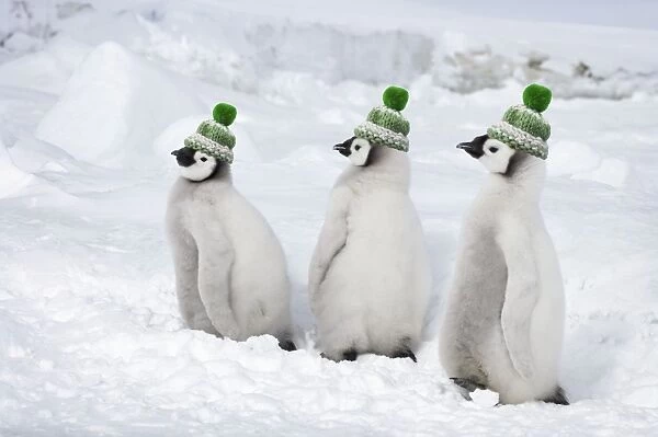 Emperor Penguin - Chicks wearing woolly hats. Snow Hill Island Antarctica BI012009 Digital Manipulatin: added woolly hats (SU)