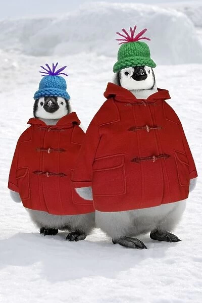 Emperor Penguin - two chicks wearing woolly hats & duffle coats Digital Manipulation: Woolly hats & coats (SU). Removed background penguins