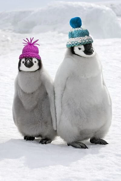 Emperor Penguin - two chicks wearing woolly hats Snow hill island - Antarctica Digital Manipulation: Woolly hats (SU). Removed background penguins