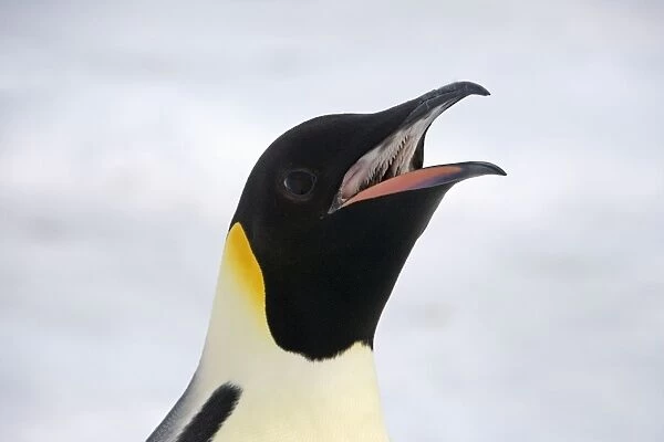 Emperor Penguin - Close up of bill showing inside with teeth for holding fish - Snow Hill Island, Antarctica, Antarctic October