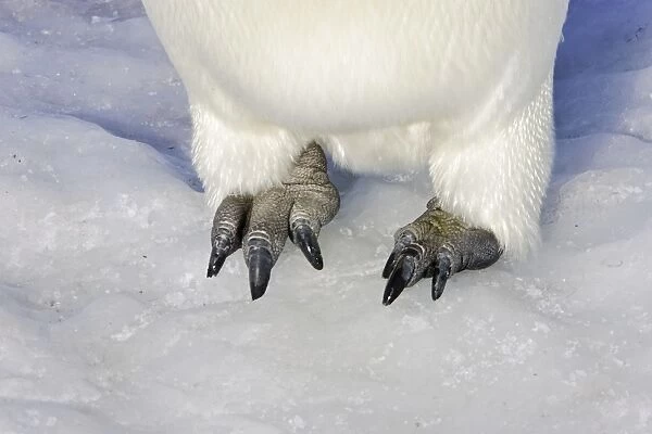 Emperor Penguin - Close-up of feet. Snow hill island Antarctica