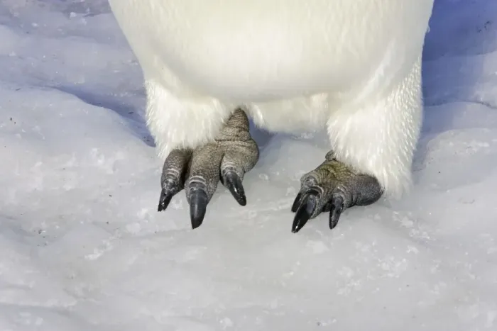Framed Print : Emperor Penguin - Close-up of feet. Snow hill island Antarctica Framed Print : Emperor Penguin - Close-up of feet. Snow hill island Antarctica