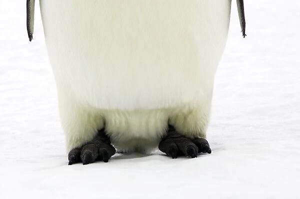 Emperor Penguin - close-up of feet. Snow hill island - Antarctica