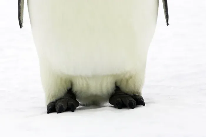 Framed Print : Emperor Penguin - close-up of feet. Snow hill island - Antarctica Framed Print : Emperor Penguin - close-up of feet. Snow hill island - Antarctica