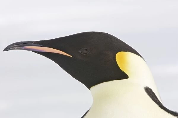 Emperor Penguin - Close-up of head. Snow hill island Antarctica Aptenodytes forsteri