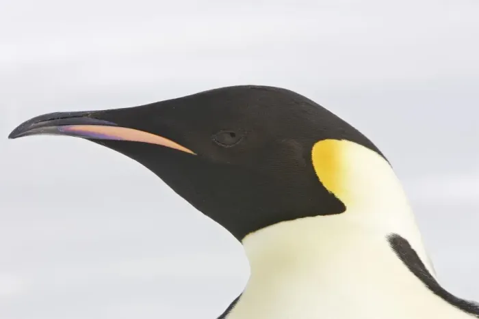 Framed Print : Emperor Penguin - Close-up of head. Snow hill island Antarctica Aptenodytes forsteri Framed Print : Emperor Penguin - Close-up of head. Snow hill island Antarctica Aptenodytes forsteri