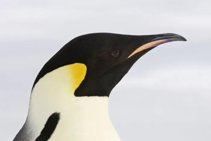 Framed Print : Emperor Penguin - close-up of head. Snow hill island - Antarctica Framed Print : Emperor Penguin - close-up of head. Snow hill island - Antarctica