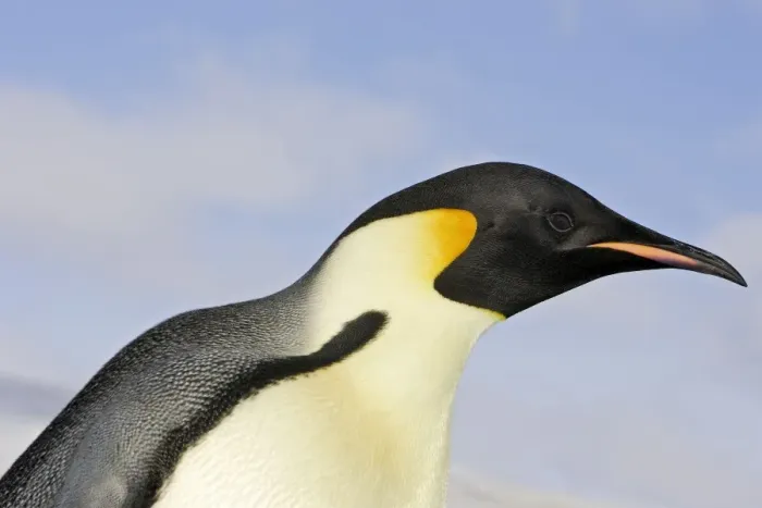 Framed Print : Emperor Penguin - close-up of head. Snow hill island - Antarctica