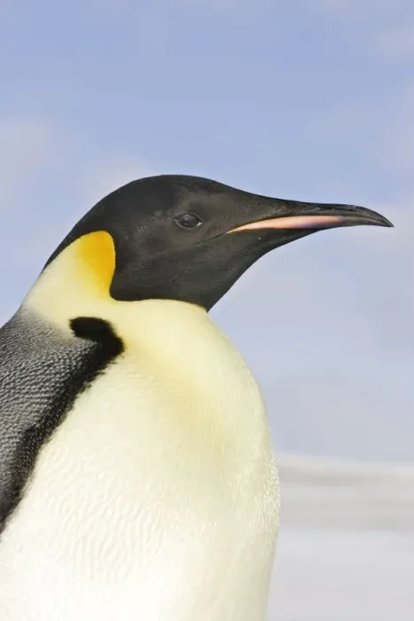 Framed Print : Emperor Penguin - close-up of head. Snow hill island - Antarctica Framed Print : Emperor Penguin - close-up of head. Snow hill island - Antarctica