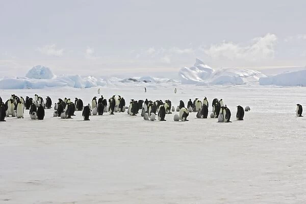 Emperor Penguin - colony of adults and chicks. Snow hill island - Antarctica