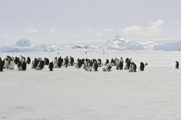 Framed Print : Emperor Penguin - colony of adults and chicks. Snow hill island - Antarctica Framed Print : Emperor Penguin - colony of adults and chicks. Snow hill island - Antarctica