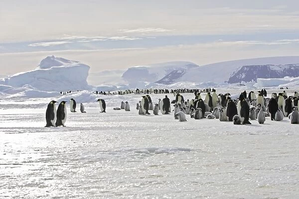 Emperor Penguin - colony adults and chicks. Snow hill island - Antarctica