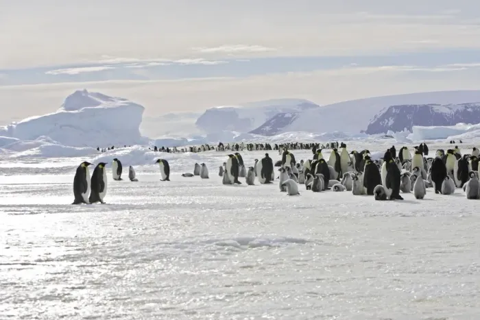 Framed Print : Emperor Penguin - colony adults and chicks. Snow hill island - Antarctica