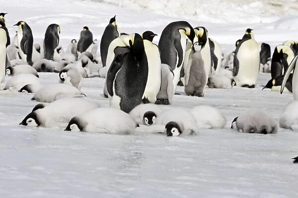 Emperor Penguin - colony of adults and chicks resting. Snow hill island - Antarctica