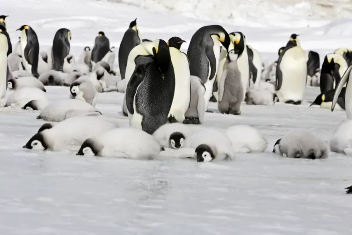 Framed Print : Emperor Penguin - colony of adults and chicks resting. Snow hill island - Antarctica Framed Print : Emperor Penguin - colony of adults and chicks resting. Snow hill island - Antarctica