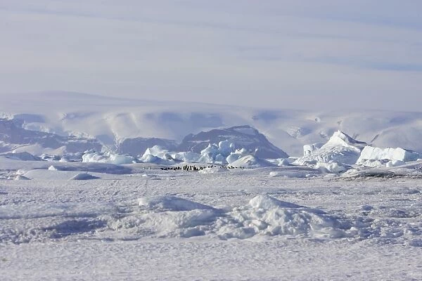 Emperor Penguin - colony on frozen landscape. Snow hill island - Antarctica