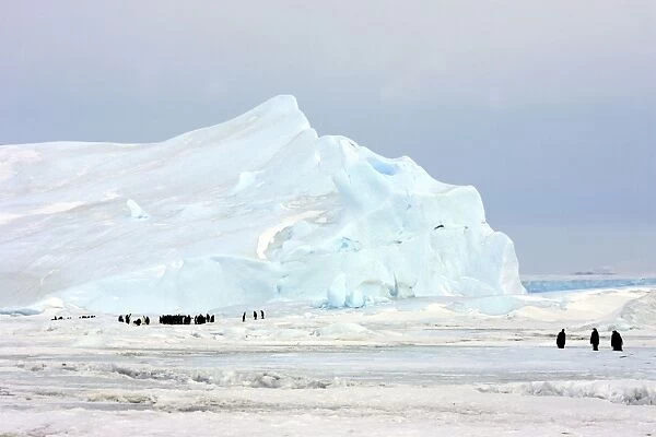 Emperor Penguin - colony on ice. Snow hill island - Antarctica