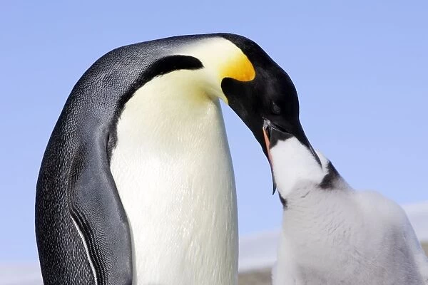 Emperor Penguin feeding young. Snow hill island Antarctica