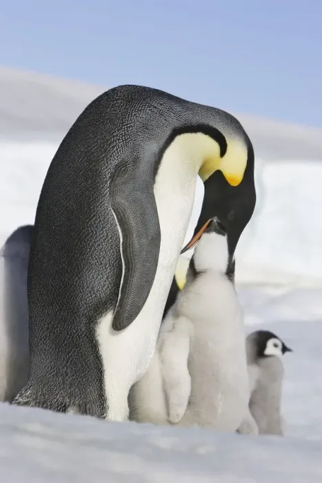 Framed Print : Emperor Penguin feeding young. Snow hill island Antarctica Framed Print : Emperor Penguin feeding young. Snow hill island Antarctica