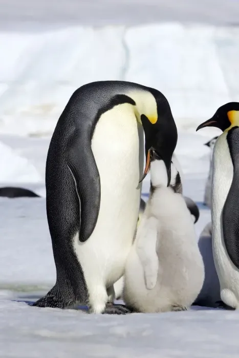 Framed Print : Emperor Penguin feeding young. Snow hill island Antarctica