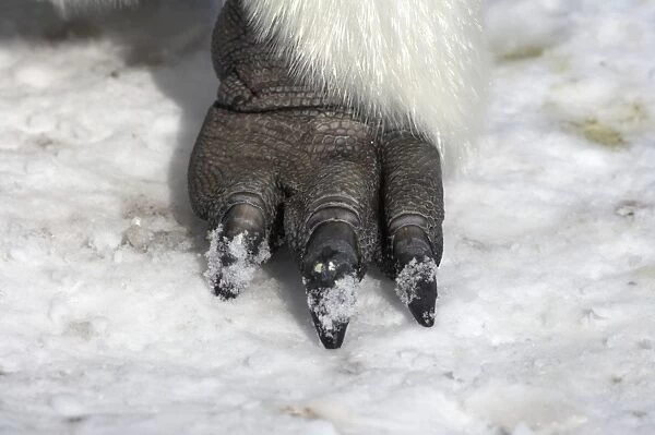 Emperor Penguin - feet - Snow Hill Island - Antarctica BI011877