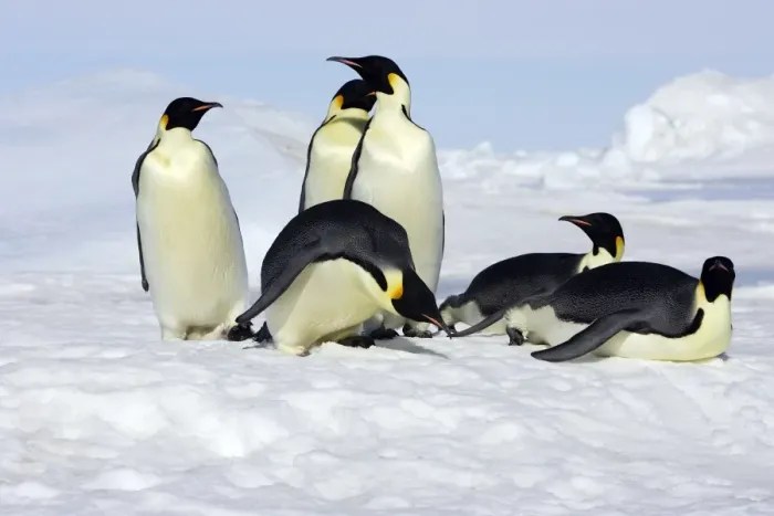 Framed Print : Emperor Penguin - group of adults. Snow hill island - Antarctica Framed Print : Emperor Penguin - group of adults. Snow hill island - Antarctica