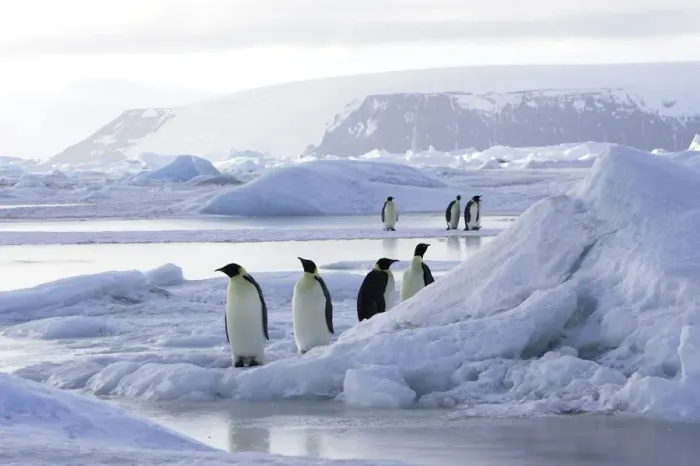 Framed Print : Emperor Penguin - group of adults. Snow hill island - Antarctica Framed Print : Emperor Penguin - group of adults. Snow hill island - Antarctica