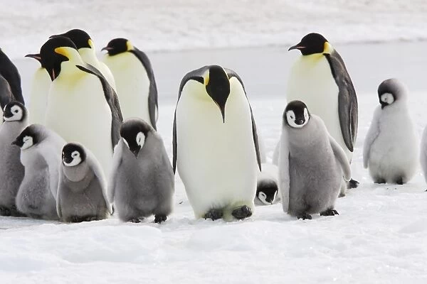 Emperor Penguin - group of adults and chick. Snow hill island - Antarctica
