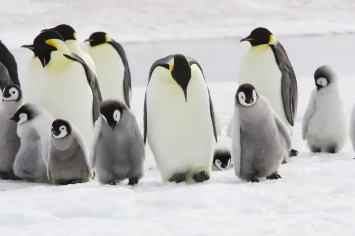 Framed Print : Emperor Penguin - group of adults and chick. Snow hill island - Antarctica Framed Print : Emperor Penguin - group of adults and chick. Snow hill island - Antarctica