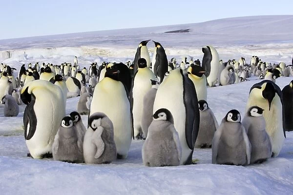 Emperor Penguin - group of adults and chicks. Snow hill island - Antarctica