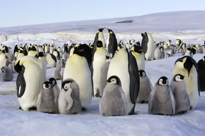 Framed Print : Emperor Penguin - group of adults and chicks. Snow hill island - Antarctica Framed Print : Emperor Penguin - group of adults and chicks. Snow hill island - Antarctica