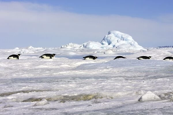 Emperor Penguin - group of adults sliding across ice. Snow hill island - Antarctica