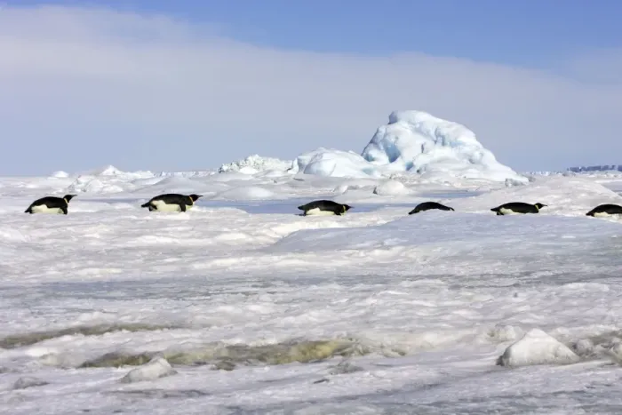 Framed Print : Emperor Penguin - group of adults sliding across ice. Snow hill island - Antarctica