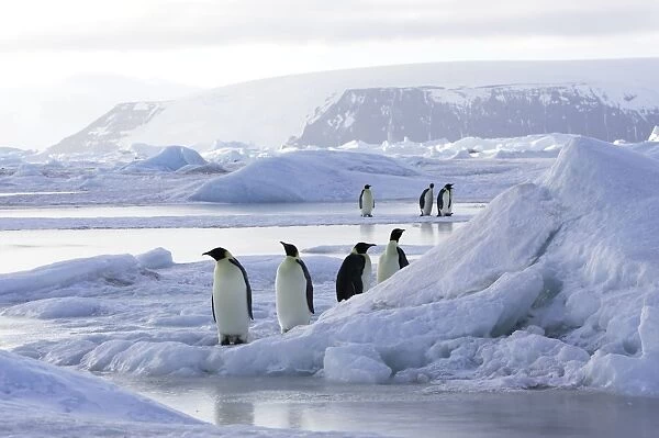 Emperor Penguin - group of adults. Snow hill island - Antarctica