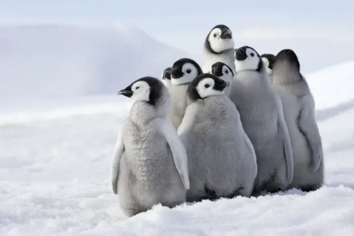 Framed Print : Emperor Penguin - group of chicks. Snow hill island - Antarctica Framed Print : Emperor Penguin - group of chicks. Snow hill island - Antarctica