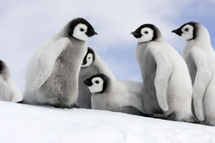 Framed Print : Emperor Penguin - group of chicks. Snow hill island - Antarctica Framed Print : Emperor Penguin - group of chicks. Snow hill island - Antarctica