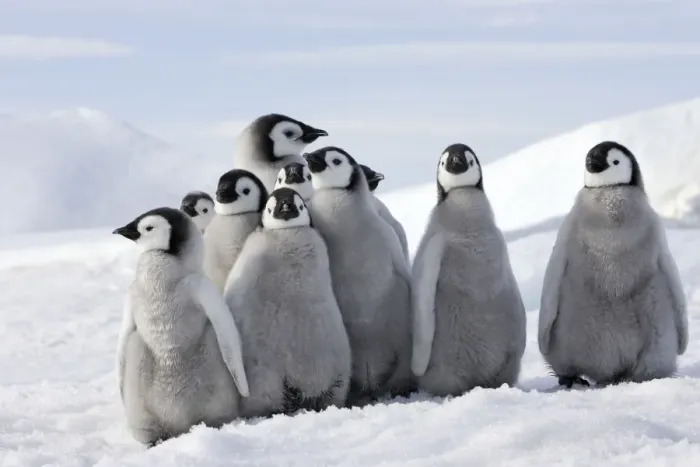 Framed Print : Emperor Penguin - group of chicks. Snow hill island - Antarctica Framed Print : Emperor Penguin - group of chicks. Snow hill island - Antarctica