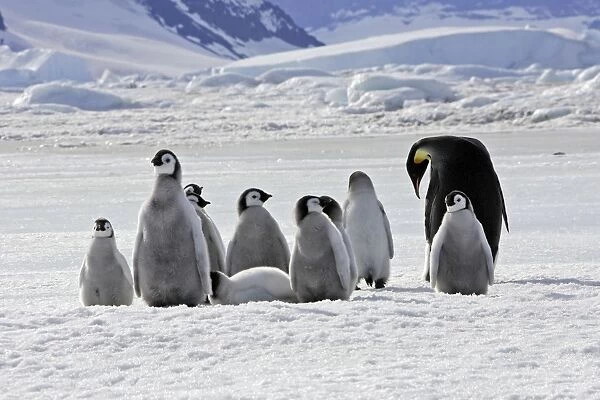 Emperor Penguin - group of chicks and adult. Snow hill island - Antarctica