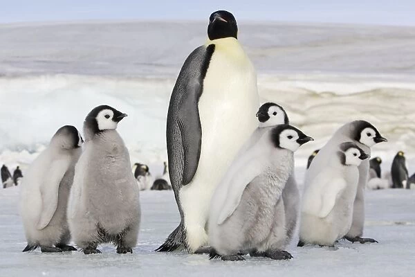 Emperor Penguin - group of chicks and adult. Snow hill island - Antarctica