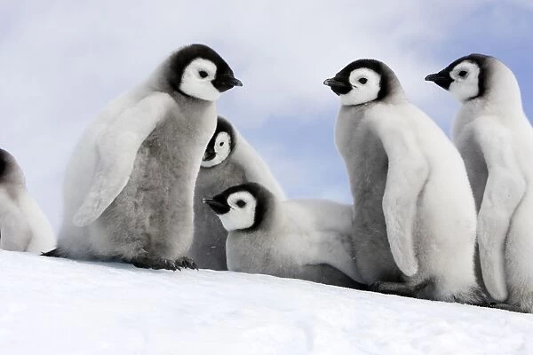 Emperor Penguin - group of chicks. Snow hill island - Antarctica