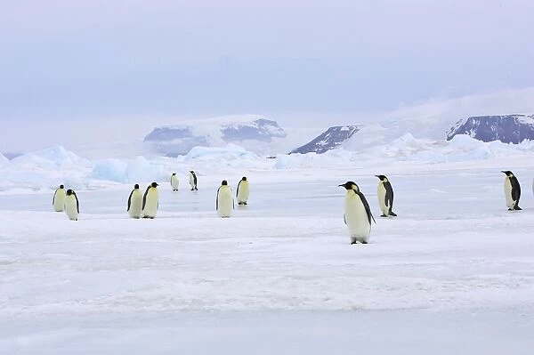 Emperor Penguin - group on ice. Snow hill island - Antarctica