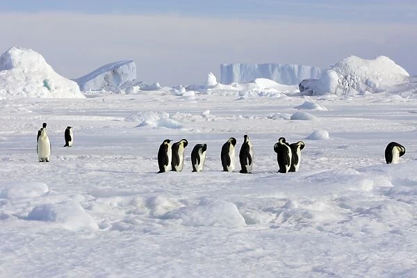 Emperor Penguin - group standing on ice. Snow hill island - Antarctica