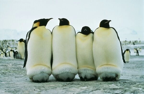 Emperor Penguin Keeping chicks warm, Antarctica