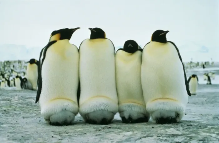 Framed Print : Emperor Penguin Keeping chicks warm, Antarctica Framed Print : Emperor Penguin Keeping chicks warm, Antarctica