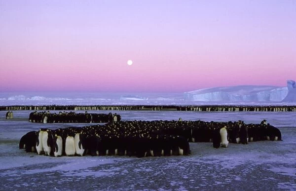 Emperor penguin - large group huddling