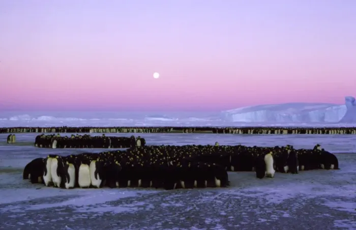 Framed Print : Emperor penguin - large group huddling Framed Print : Emperor penguin - large group huddling