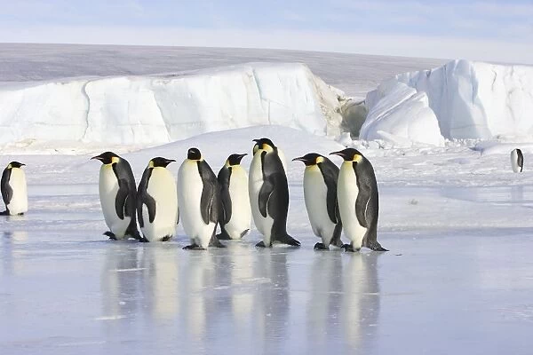 Emperor Penguin - line of adults standing on ice. Snow hill island - Antarctica