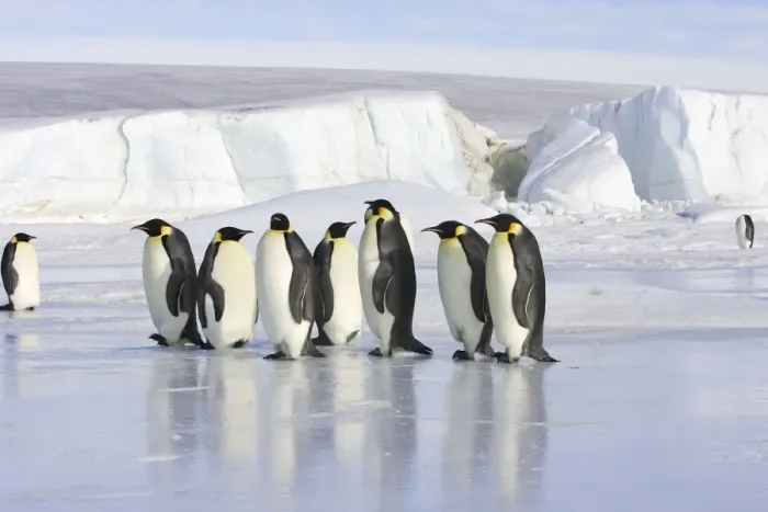 Framed Print : Emperor Penguin - line of adults standing on ice. Snow hill island - Antarctica Framed Print : Emperor Penguin - line of adults standing on ice. Snow hill island - Antarctica