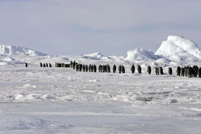 Framed Print : Emperor Penguin - line of adults walking across ice. Snow hill island - Antarctica Framed Print : Emperor Penguin - line of adults walking across ice. Snow hill island - Antarctica
