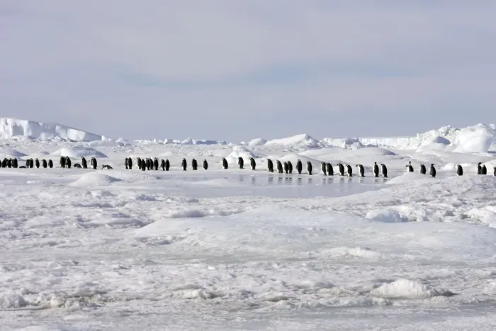 Framed Print : Emperor Penguin - line of adults walking across ice. Snow hill island - Antarctica Framed Print : Emperor Penguin - line of adults walking across ice. Snow hill island - Antarctica